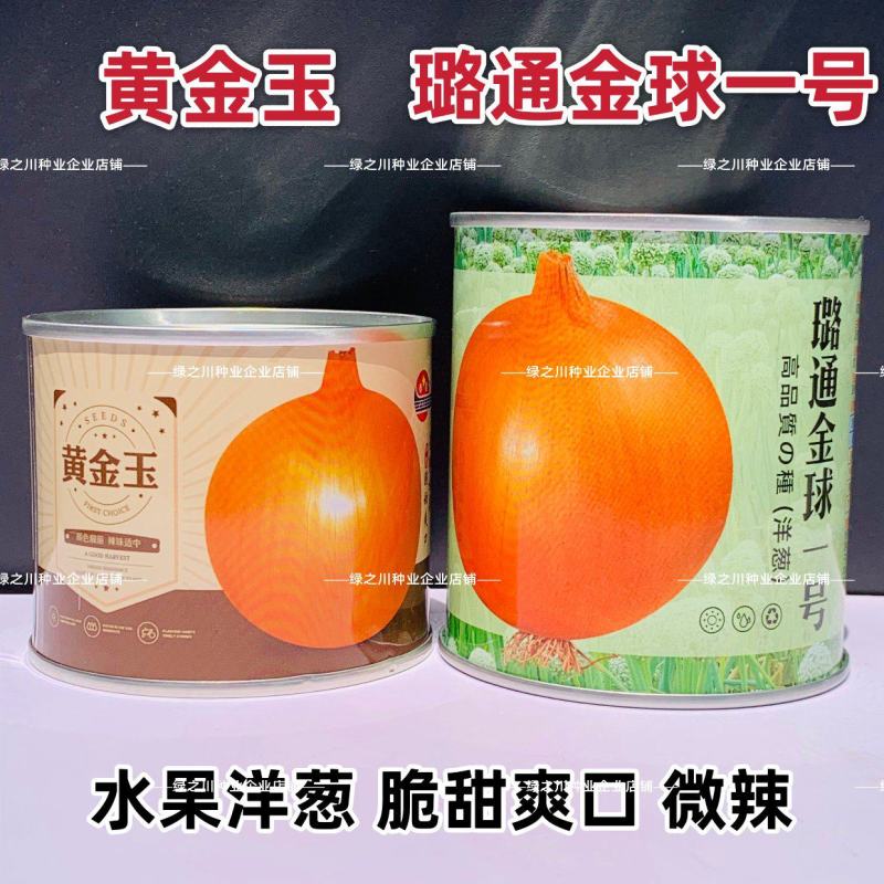 中熟黄皮洋葱种子脆甜微辣璐通金球一号水果洋葱种子黄金玉