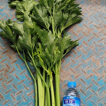 产地冷棚芹菜
