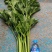 产地冷棚芹菜