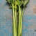 产地冷棚芹菜