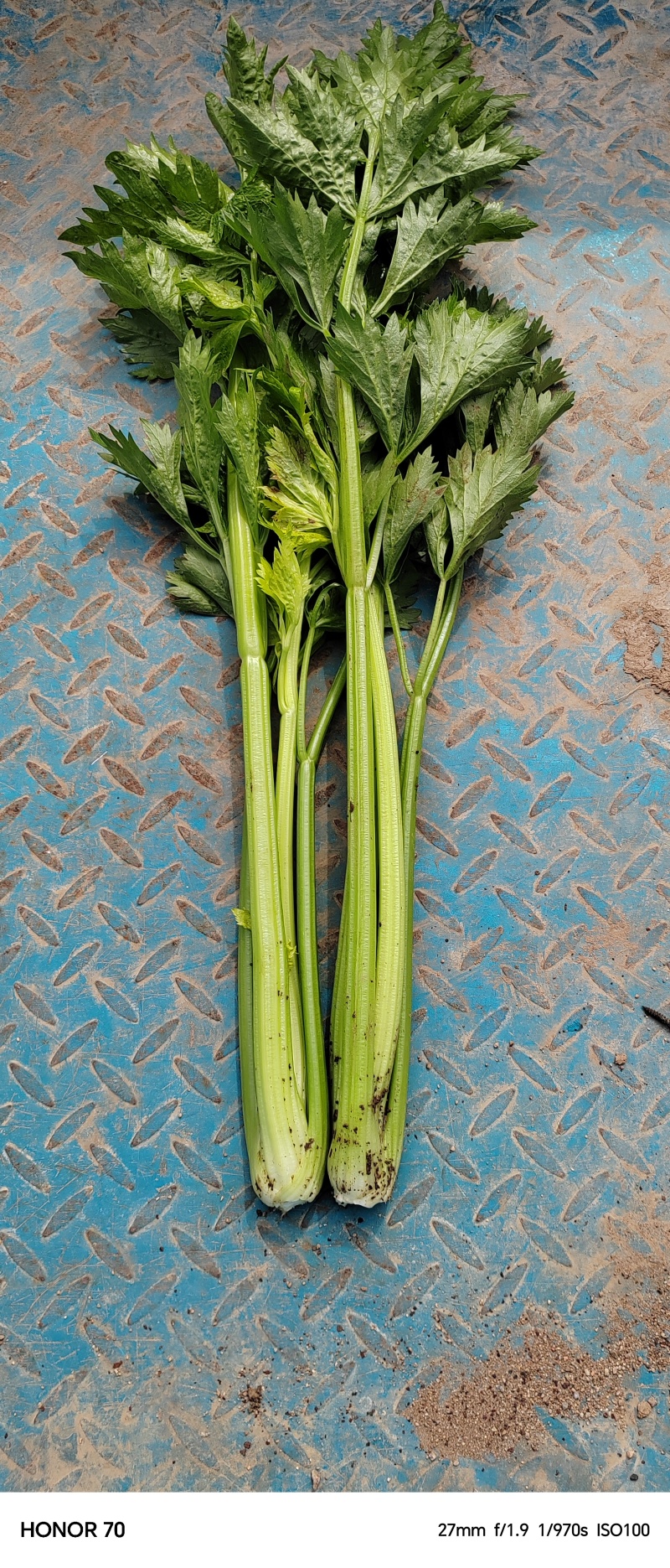 产地冷棚芹菜