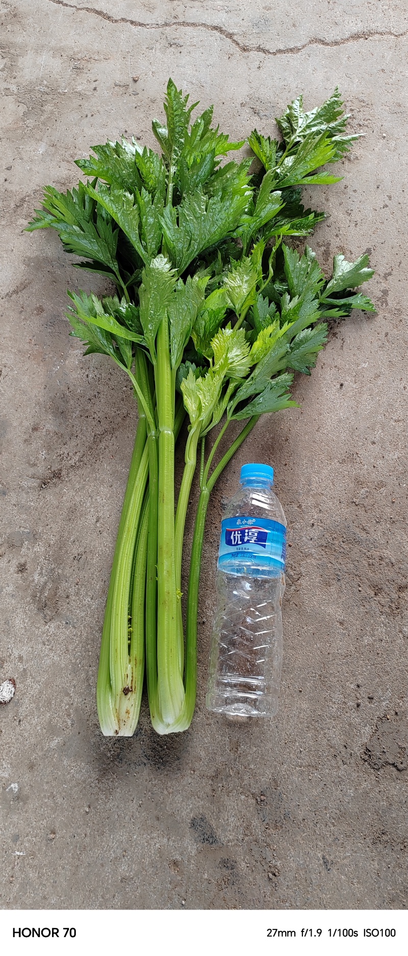 产地冷棚芹菜