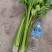产地冷棚芹菜