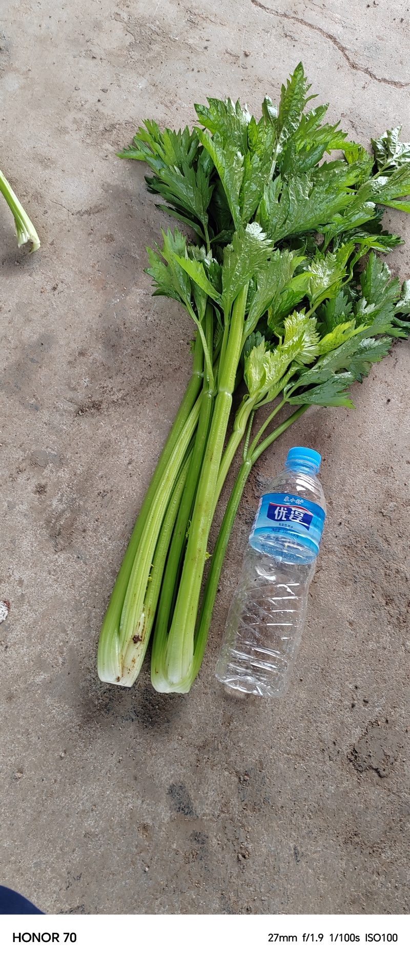 产地冷棚芹菜