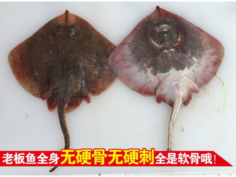 老板鱼鳐鱼三去免处理鳐鱼翅老板鱼翅魔鬼鱼