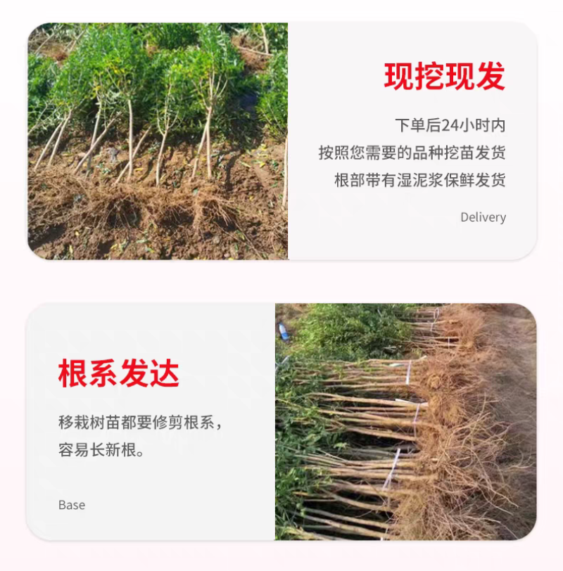 果园直发石榴树苗蒙阳红突尼斯软籽黑籽石榴包品种成活率