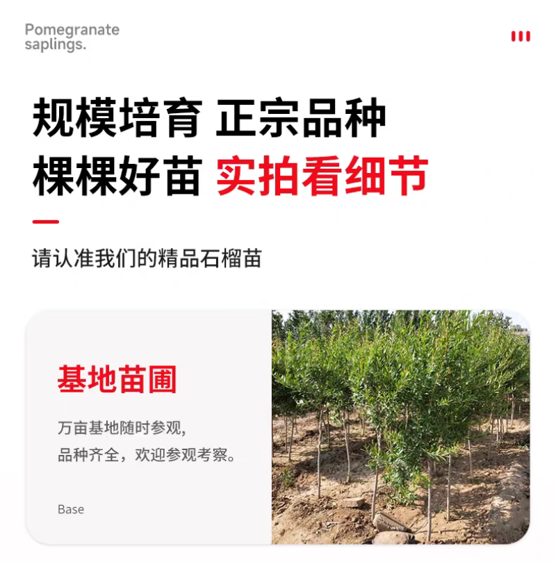 果园直发石榴树苗蒙阳红突尼斯软籽黑籽石榴包品种成活率