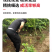 果园直发石榴树苗蒙阳红突尼斯软籽黑籽石榴包品种成活率
