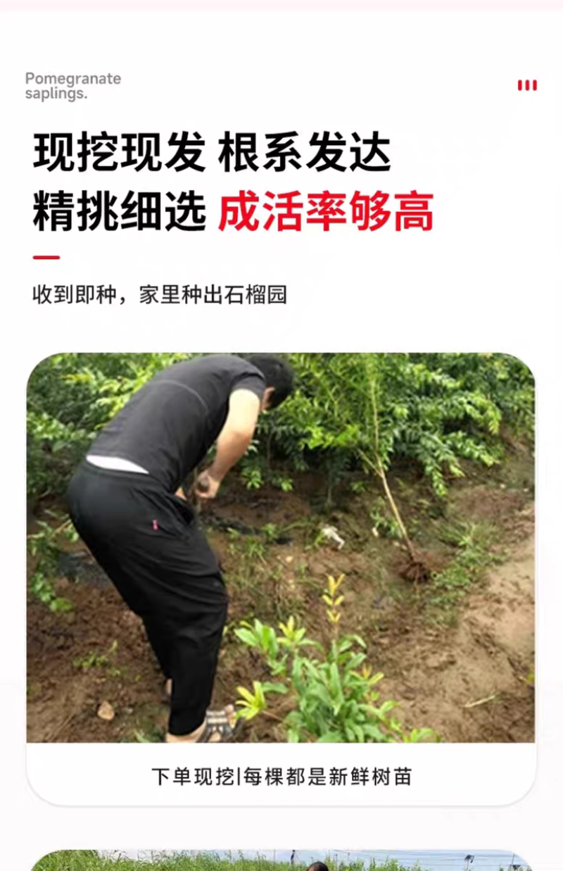 果园直发石榴树苗蒙阳红突尼斯软籽黑籽石榴包品种成活率