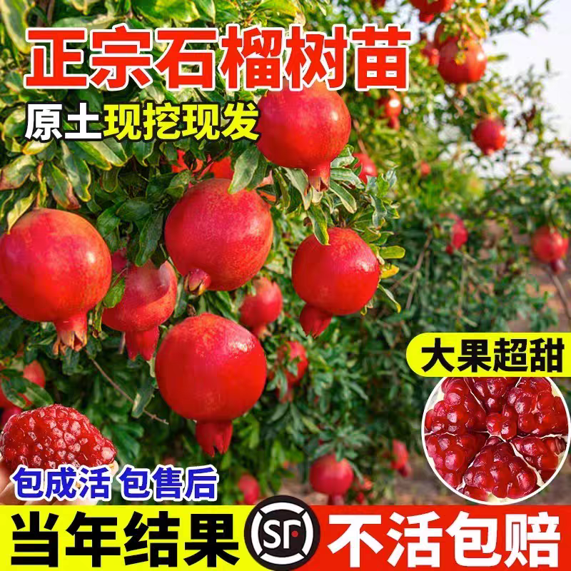 果园直发石榴树苗蒙阳红突尼斯软籽黑籽石榴包品种成活率