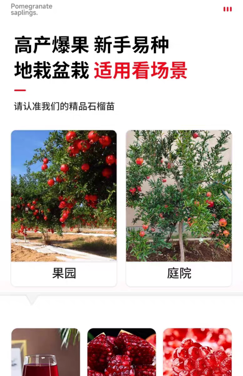 果园直发石榴树苗蒙阳红突尼斯软籽黑籽石榴包品种成活率