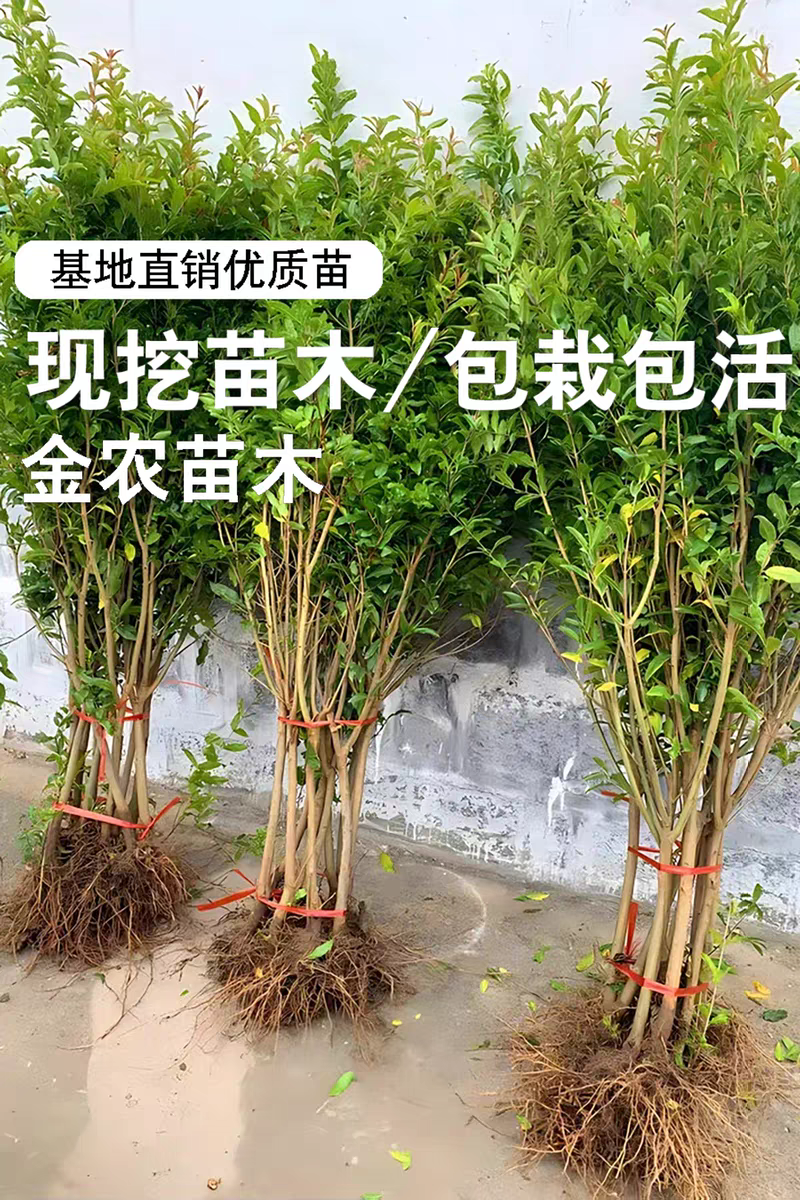 果园直发石榴树苗蒙阳红突尼斯软籽黑籽石榴包品种成活率