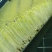 山东豌豆苗郯城豌豆苗质量保证一手货源价格合理全国发货
