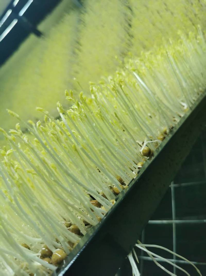 山东豌豆苗郯城豌豆苗质量保证一手货源价格合理全国发货