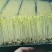 山东豌豆苗郯城豌豆苗质量保证一手货源价格合理全国发货