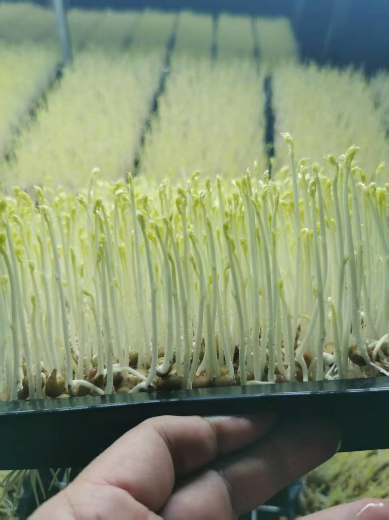 山东豌豆苗郯城豌豆苗质量保证一手货源价格合理全国发货