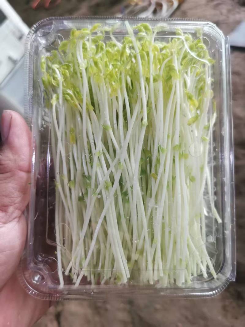 山东豌豆苗郯城豌豆苗质量保证一手货源价格合理全国发货