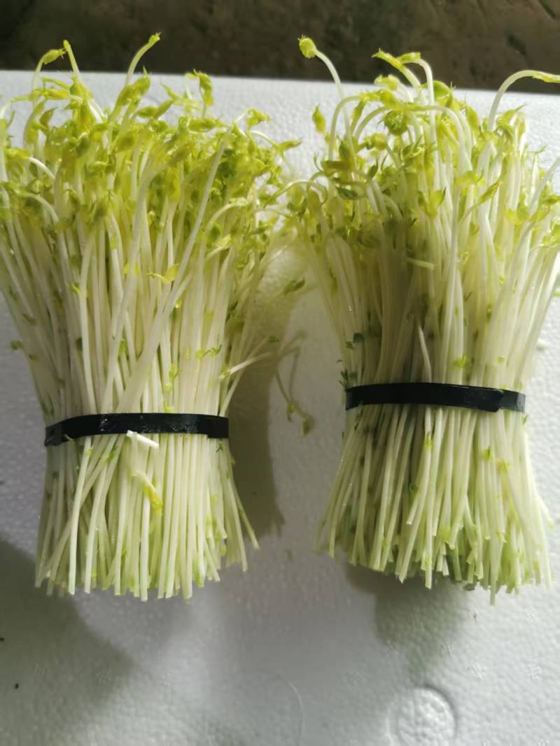 山东豌豆苗郯城豌豆苗质量保证一手货源价格合理全国发货