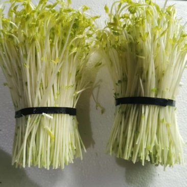 山东豌豆苗郯城豌豆苗质量保证一手货源价格合理全国发货