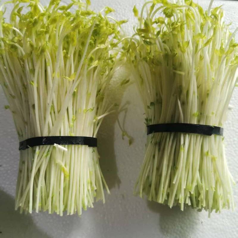 山东豌豆苗郯城豌豆苗质量保证一手货源价格合理全国发货