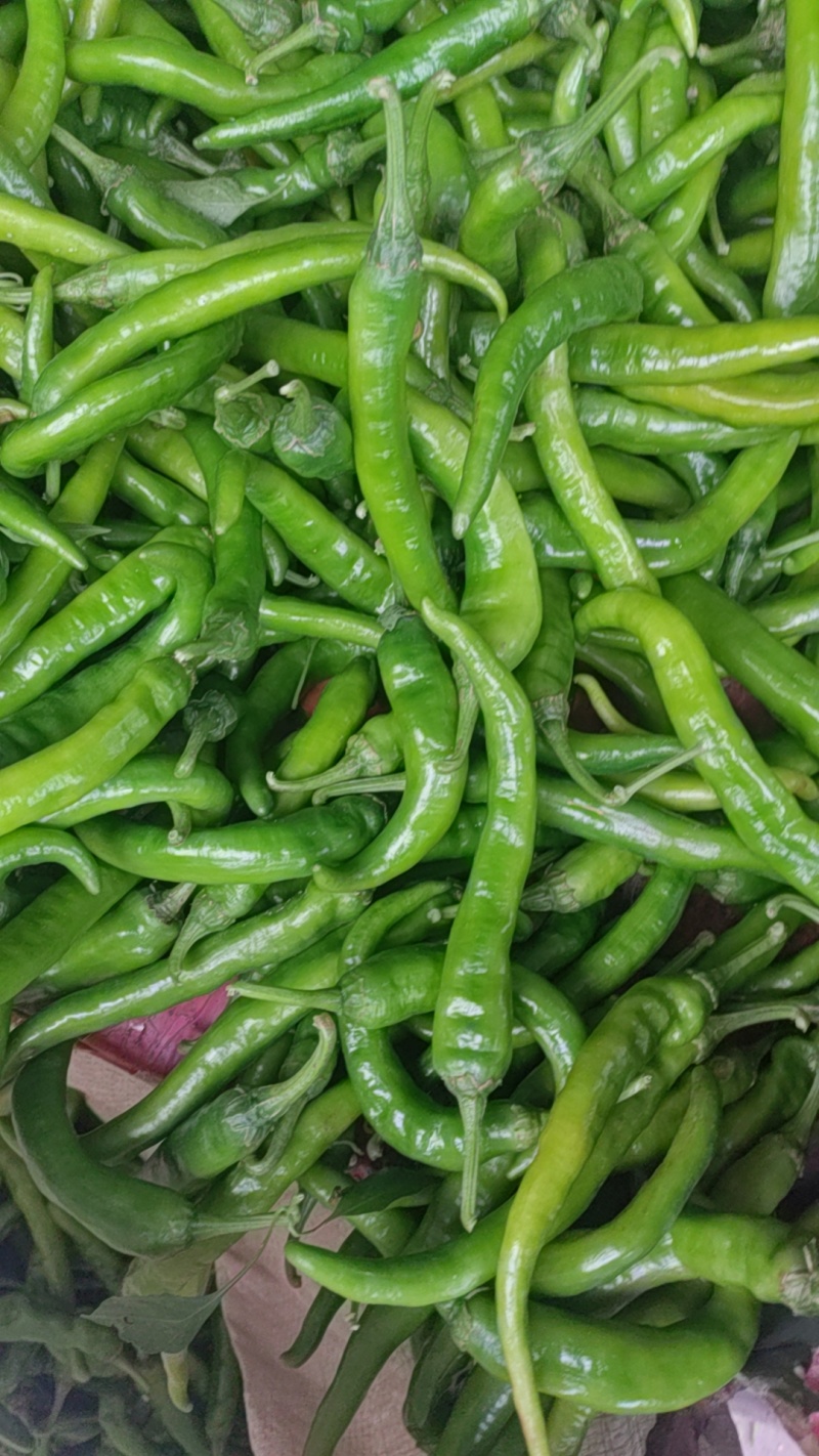 山东德州青辣椒大量上市产地直发量大欢迎来电