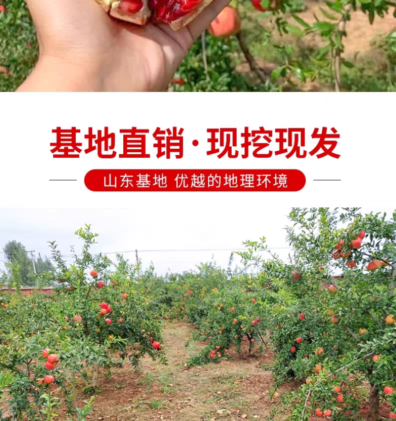 果园直发突尼斯软籽石榴黑籽蒙阳红甜石榴包品种成活率