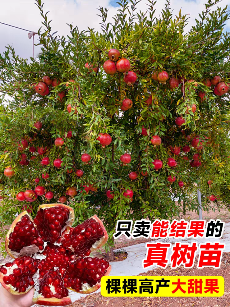 果园直发突尼斯软籽石榴黑籽蒙阳红甜石榴包品种成活率