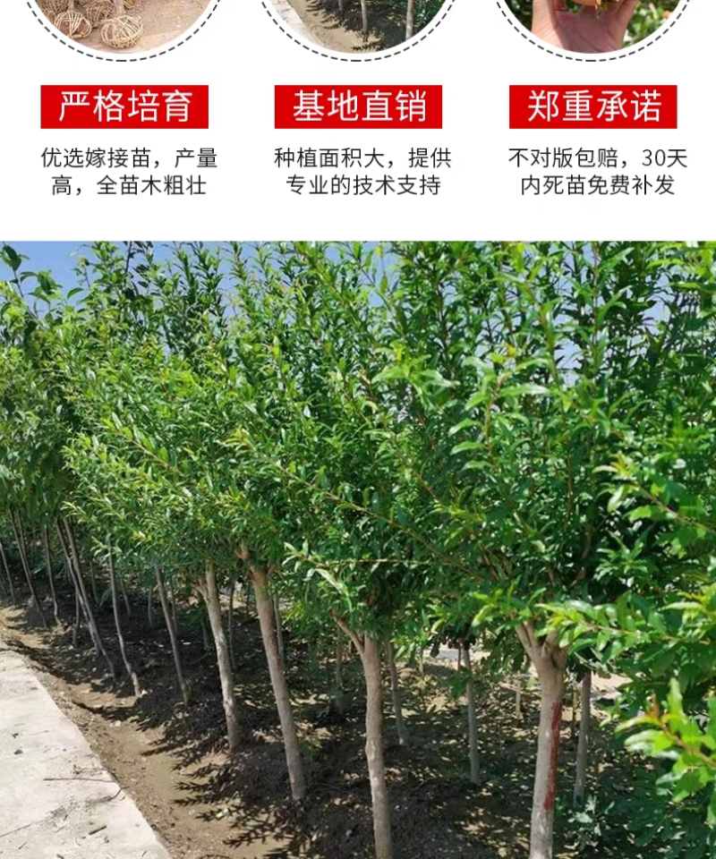 果园直发突尼斯软籽石榴黑籽蒙阳红甜石榴包品种成活率