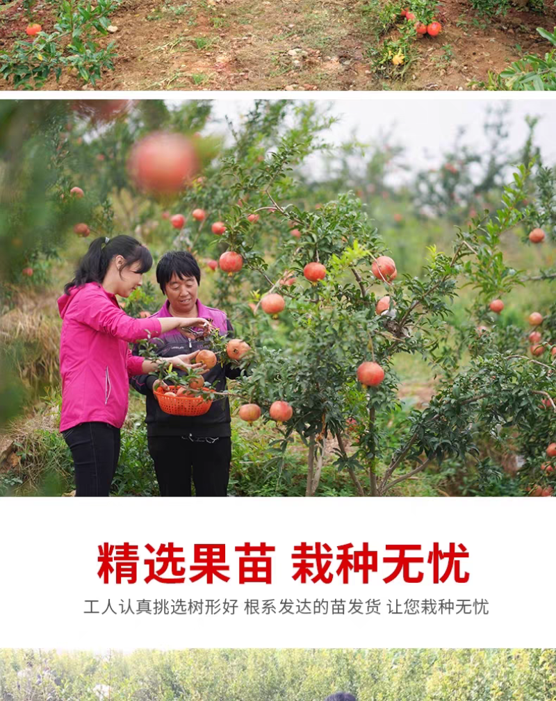 果园直发突尼斯软籽石榴黑籽蒙阳红甜石榴包品种成活率