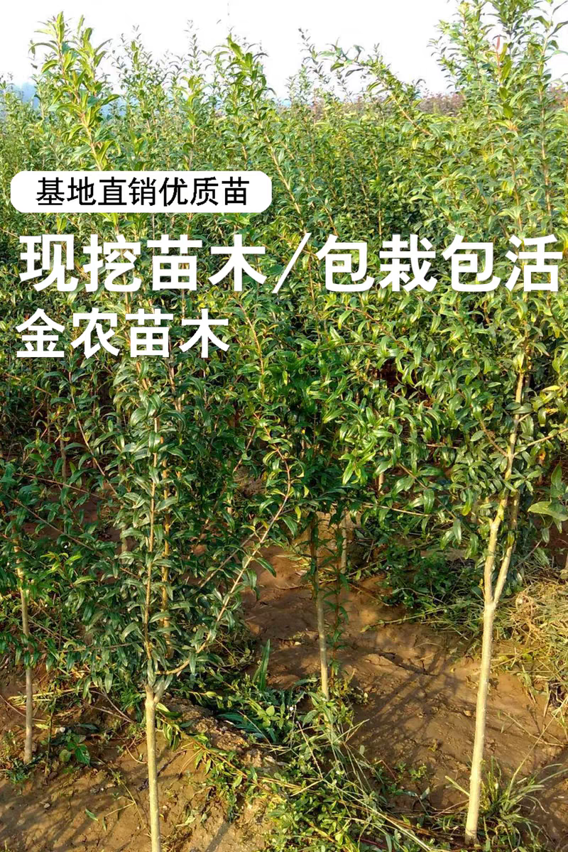 果园直发突尼斯软籽石榴黑籽蒙阳红甜石榴包品种成活率