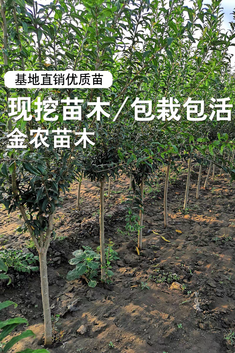 果园直发突尼斯软籽石榴黑籽蒙阳红甜石榴包品种成活率