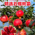 果园直发突尼斯软籽石榴黑籽蒙阳红甜石榴包品种成活率