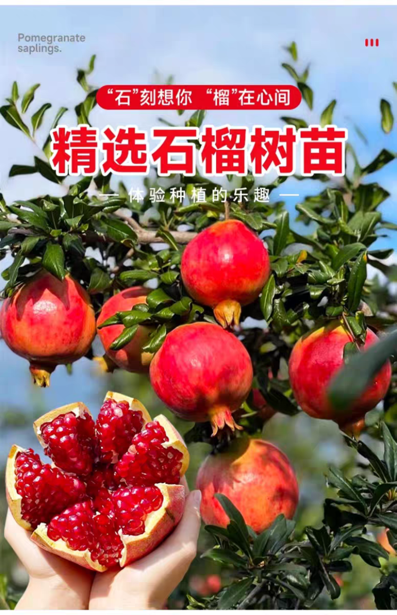 果园直发突尼斯软籽石榴黑籽蒙阳红甜石榴包品种成活率