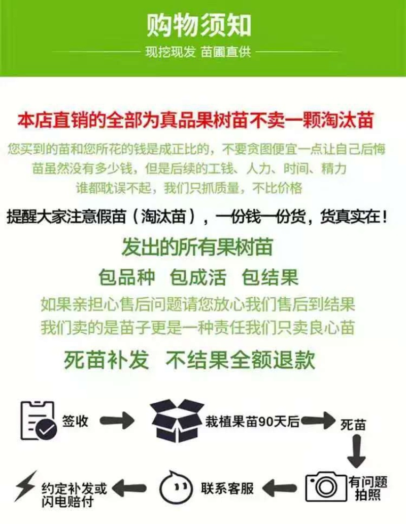 大红袍石榴树批发