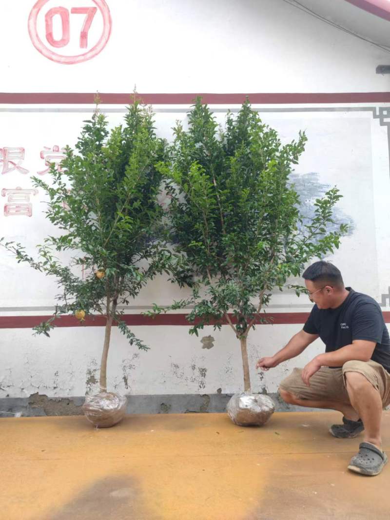 大红袍石榴树批发