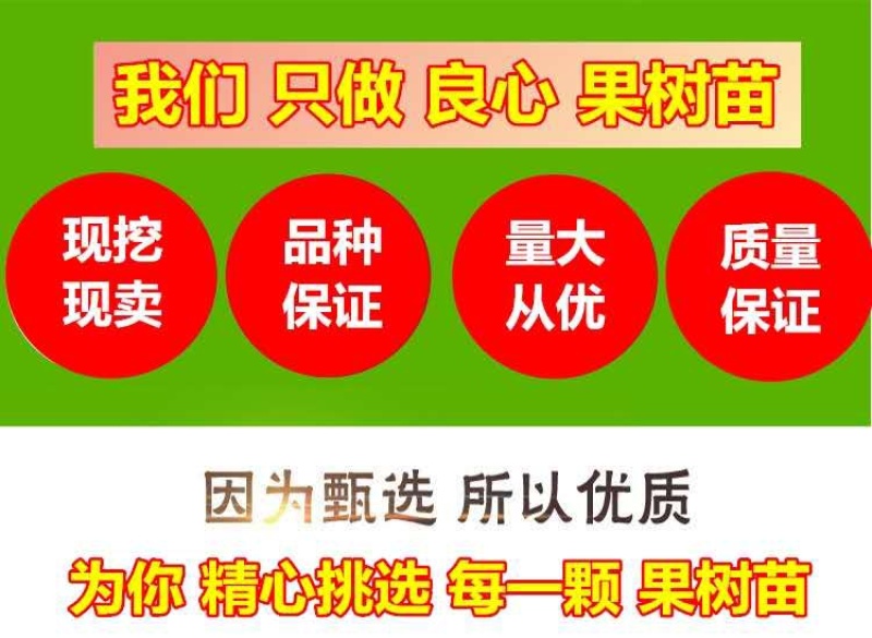 大红袍石榴树批发