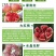 大红袍石榴树批发