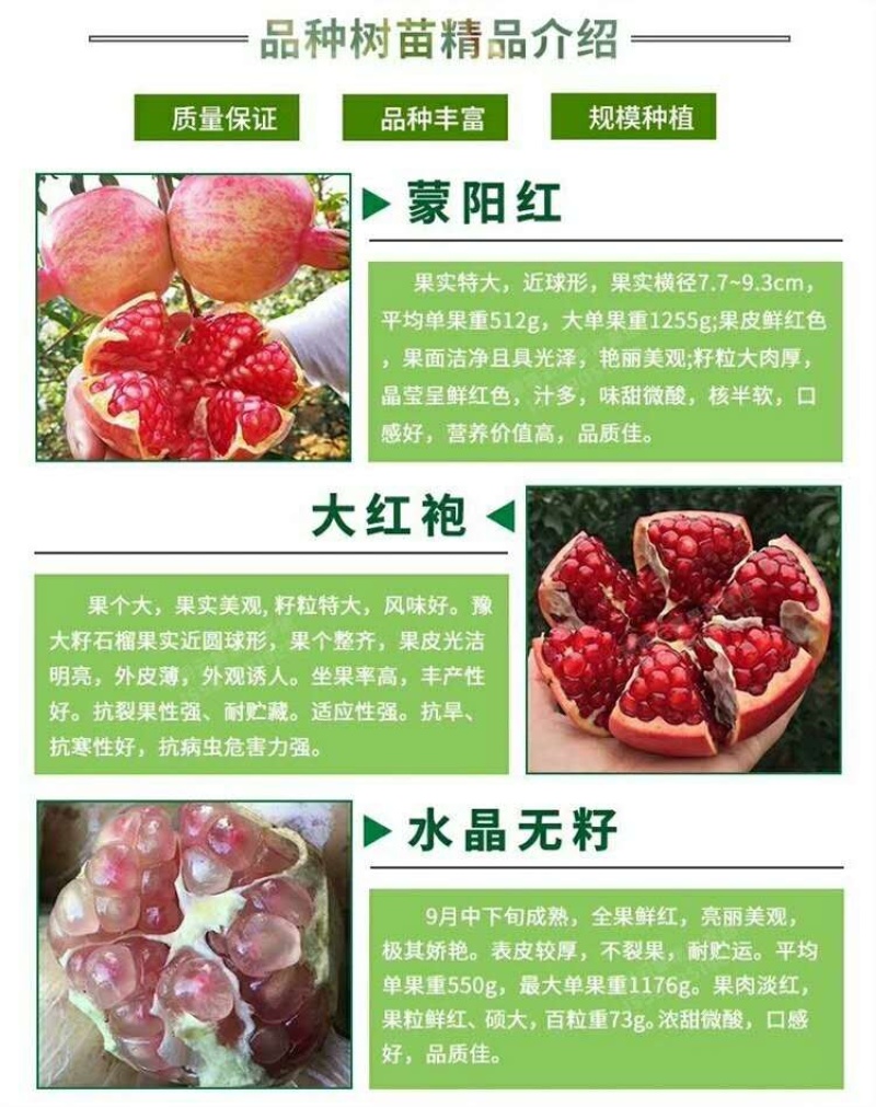 大红袍石榴树批发