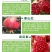 大红袍石榴树批发