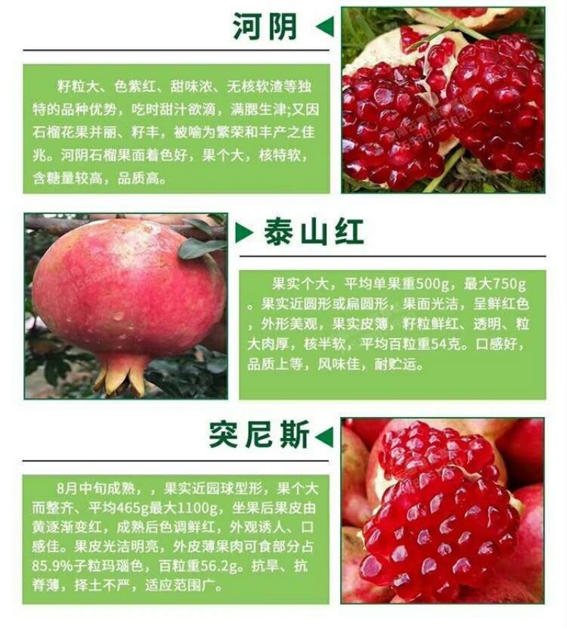 大红袍石榴树批发