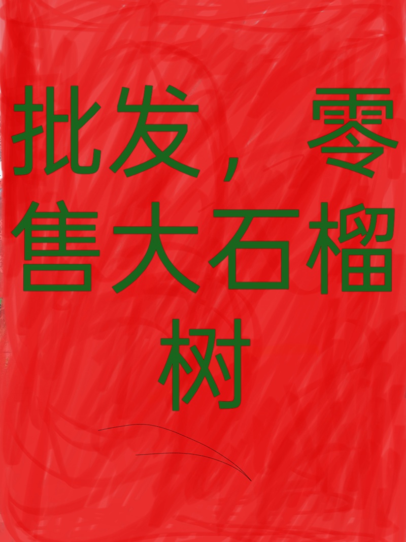 大红袍石榴树批发