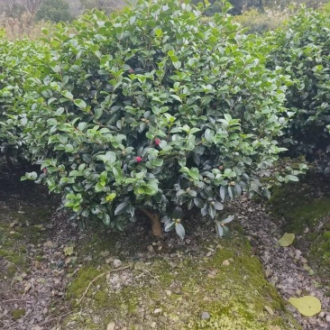 茶梅球