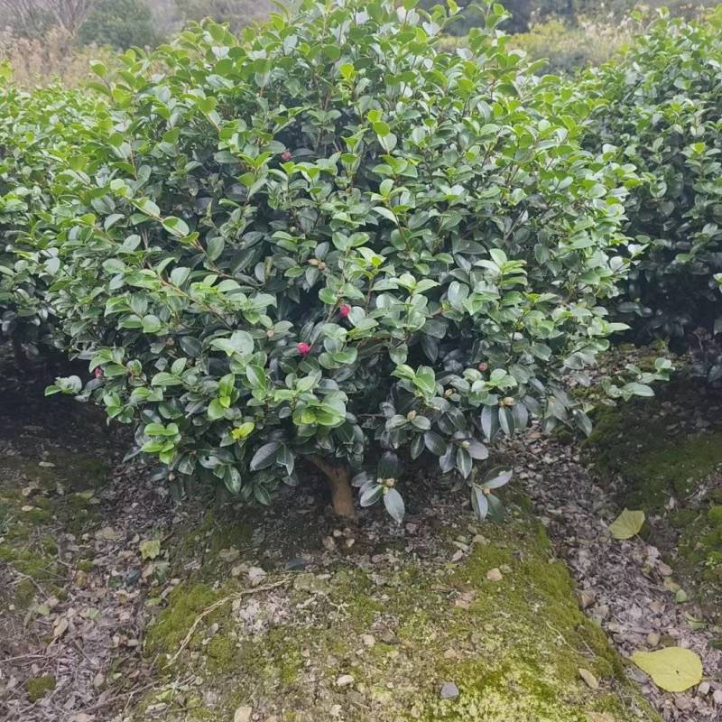 茶梅球