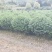 茶梅球