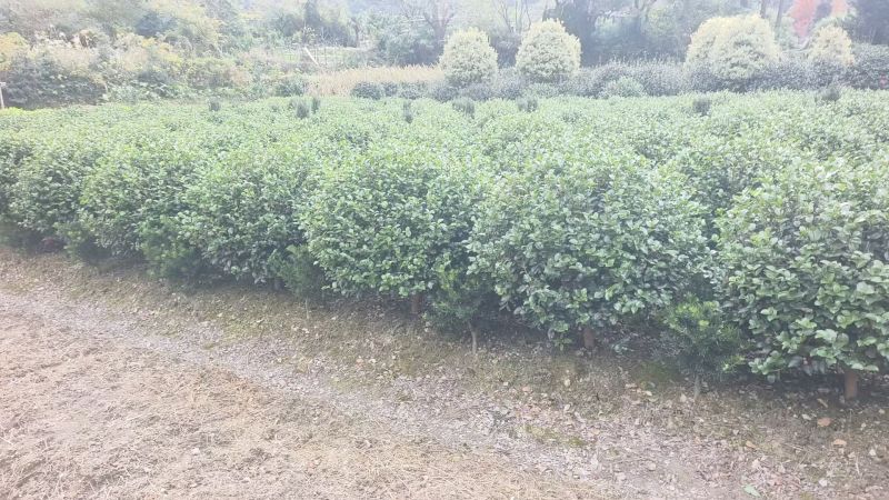 茶梅球