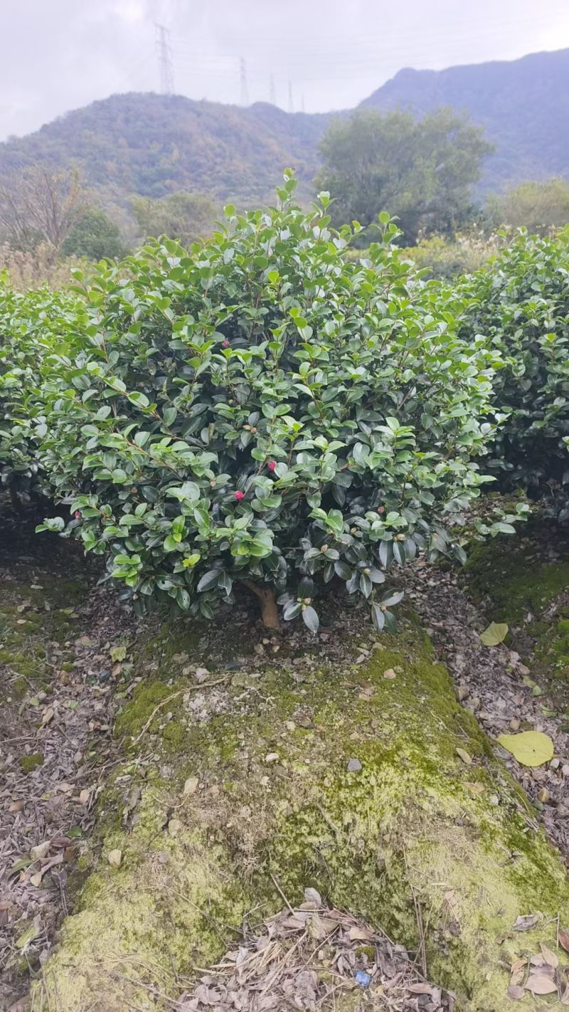 茶梅球