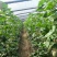 【推荐】山东平度精品网纹瓜产地一手货源，对接超市电商平台