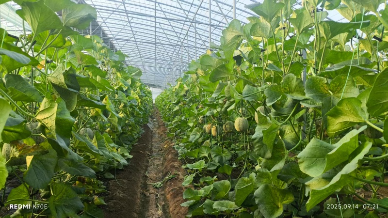【推荐】山东平度精品网纹瓜产地一手货源，对接超市电商平台