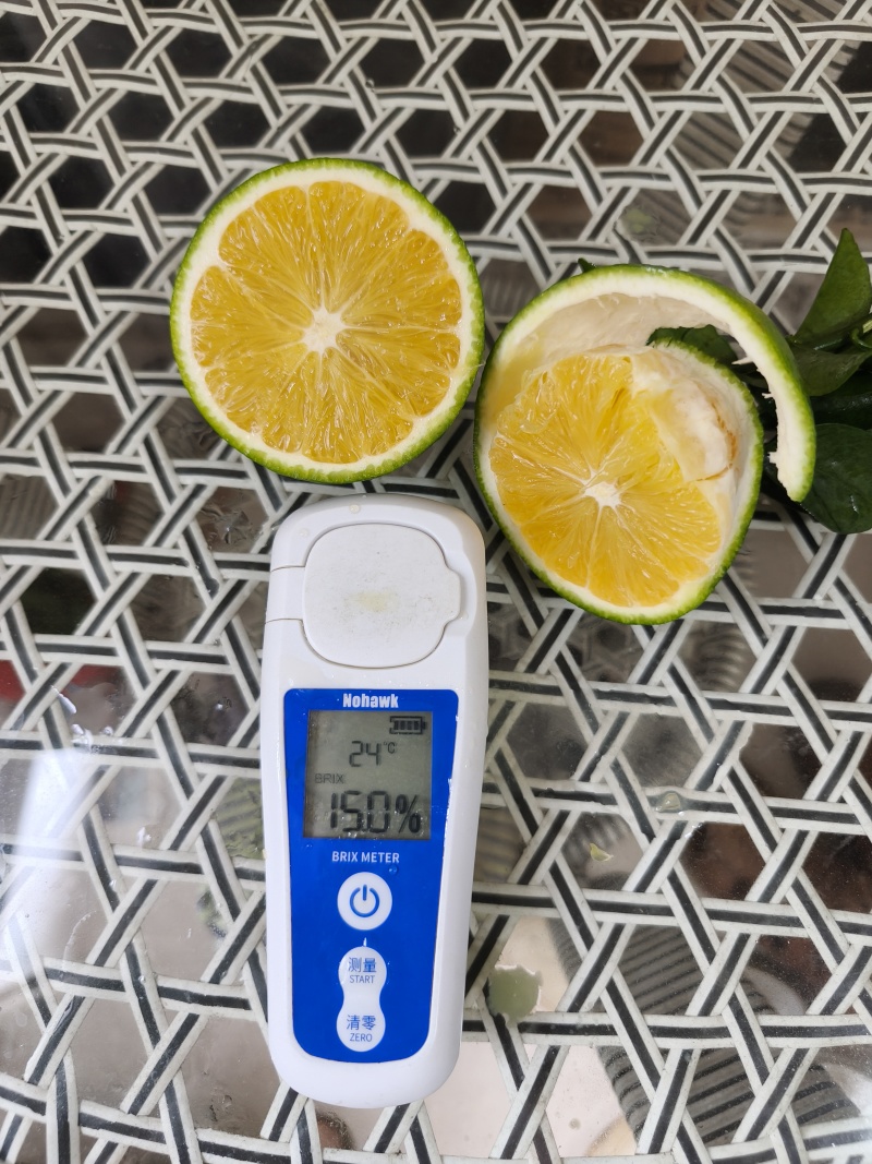 云南哀牢山冰糖橙上市中青皮冰糖橙新鲜采摘甜蜜多汁
