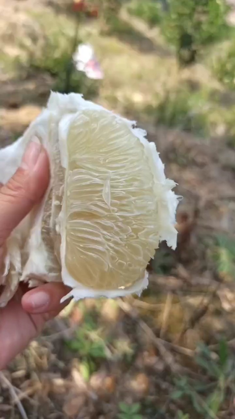 湖南香柚冰